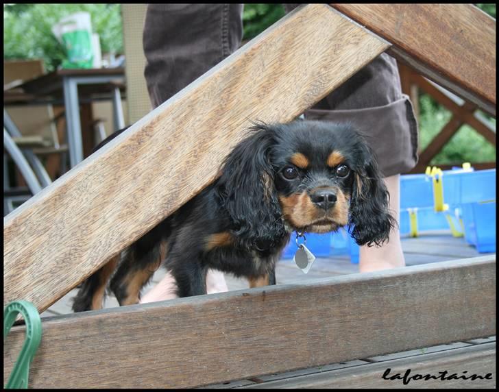 Cavalier king charles spaniel Nando - Se lige mig billede 2