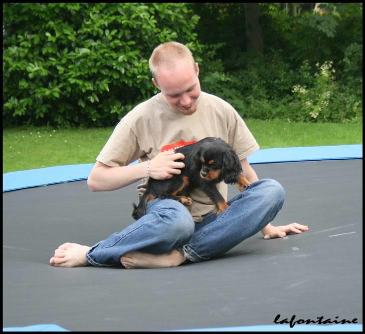 Cavalier king charles spaniel Nando - På trampolinen med far :) billede 3
