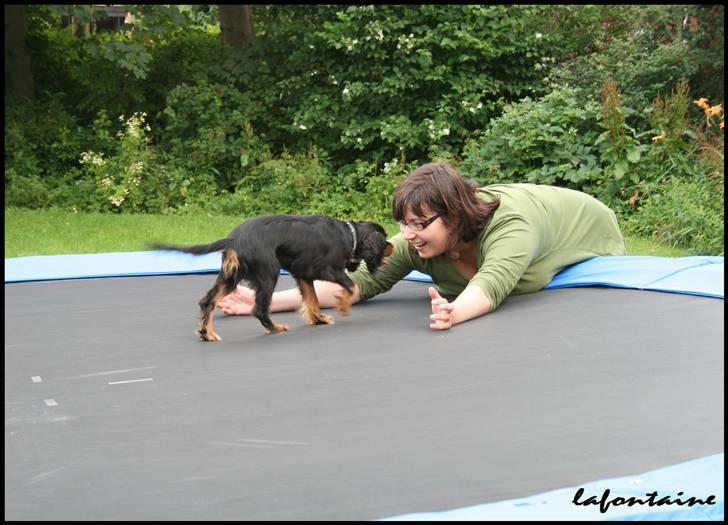 Cavalier king charles spaniel Nando - Puuuha, hen til mor *gg* Det er jo morsomt heroppe, men morsommere dernede... billede 4