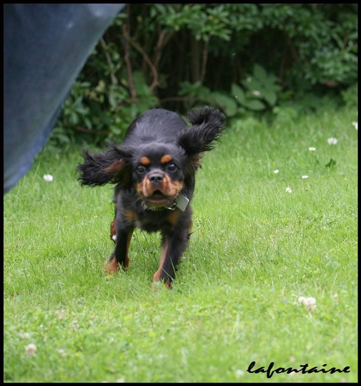 Cavalier king charles spaniel Nando - Dumbo med flapører billede 5