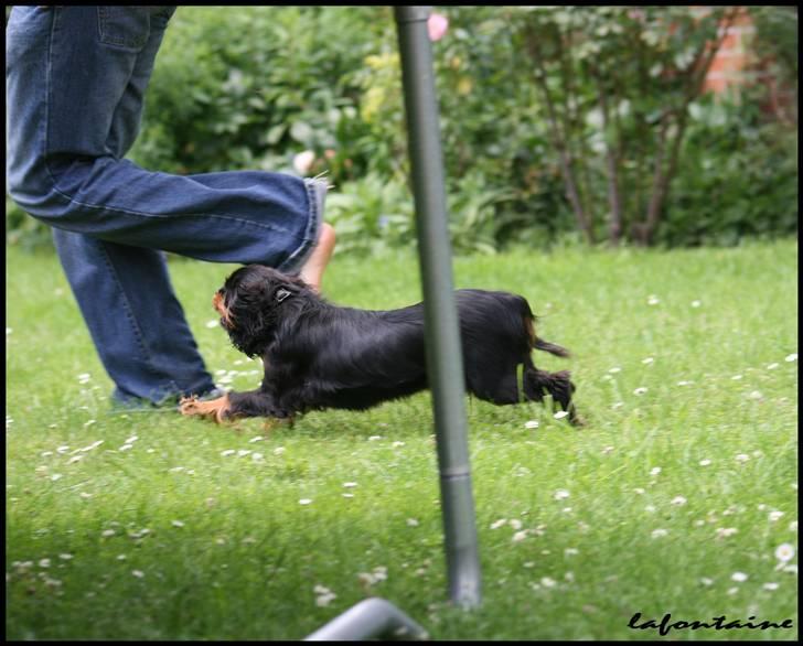 Cavalier king charles spaniel Nando - jagter lige far lidt :) billede 6