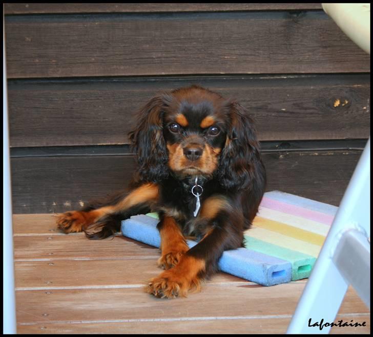 Cavalier king charles spaniel Nando billede 7