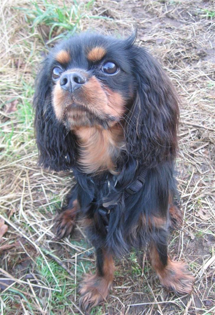 Cavalier king charles spaniel Nando billede 8