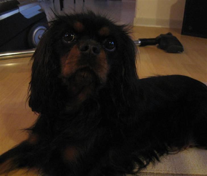 Cavalier king charles spaniel Nando billede 9