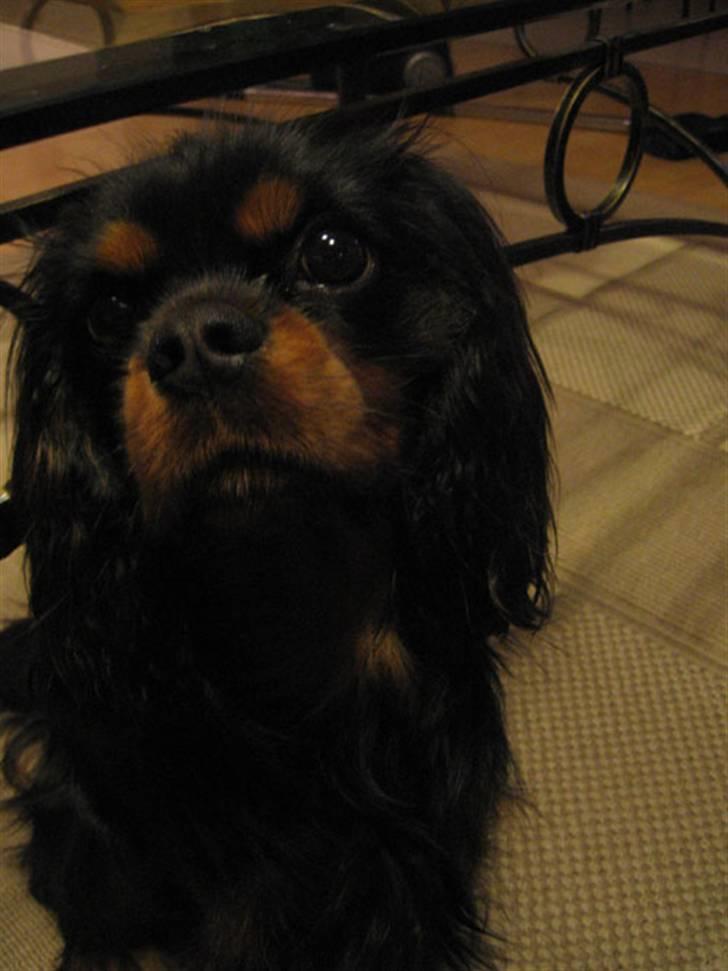 Cavalier king charles spaniel Nando billede 10