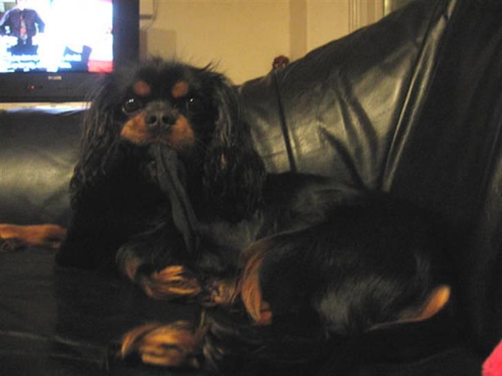 Cavalier king charles spaniel Nando billede 11