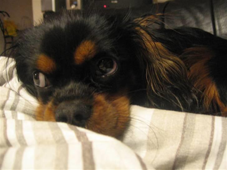 Cavalier king charles spaniel Nando billede 12