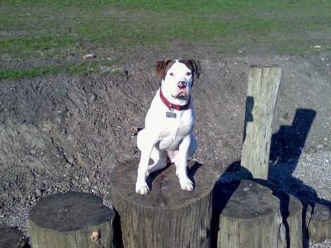 Amerikansk bulldog Maggie - 24/03-07 billede 7