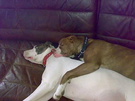 Amerikansk bulldog T-bone - 13/03-07 billede 8