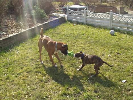 Boxer Shila Cherry - leger bamse træk med thor nu hvor jeg er blevet lidt støre og har taget hele 2 kilo på ;-) billede 7