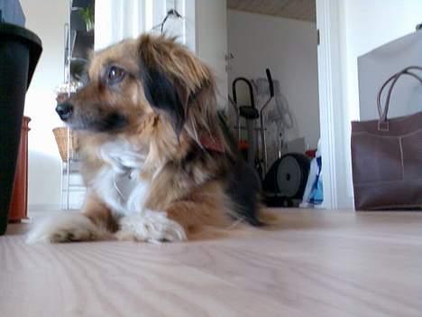 Blanding af racer Mira billede 1