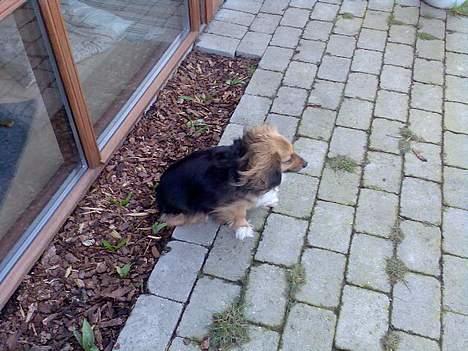 Blanding af racer Mira billede 2