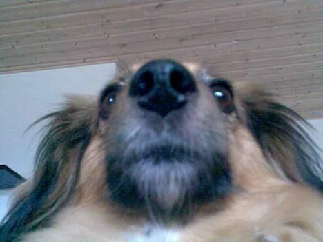 Blanding af racer Mira billede 3