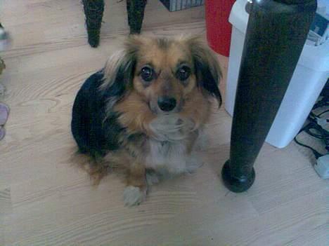 Blanding af racer Mira billede 4