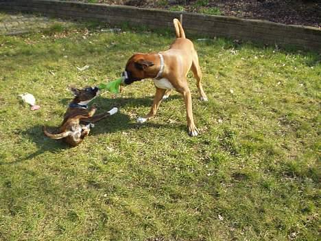 Boxer Shila Cherry - hi hi jeg ligger mig bare ned så skal han slæbe både bamsen og mig he he ...  billede 8