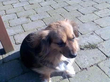 Blanding af racer Mira billede 5