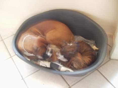 Boxer Shila Cherry - det var rigtig hårdt at tumle nu ligger vi og hygger selvom jeg bliver jaget væk om lidt :-) billede 9