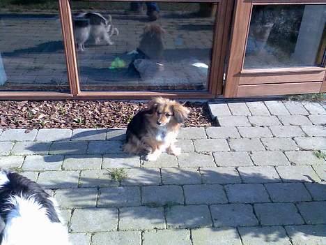 Blanding af racer Mira billede 7