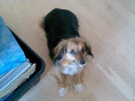 Blanding af racer Mira billede 8