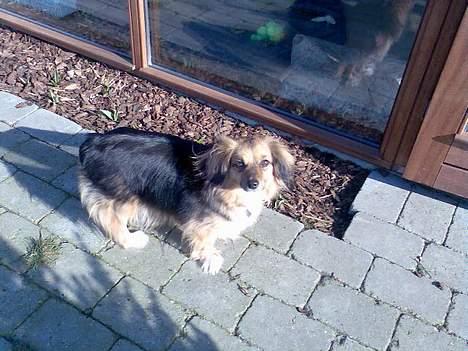 Blanding af racer Mira billede 9