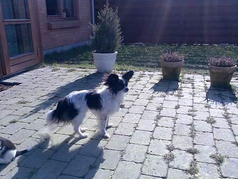 Papillon Bella billede 1