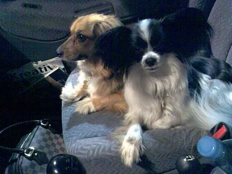 Papillon Bella billede 2