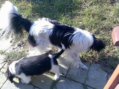 Papillon Bella billede 3