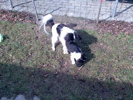 Papillon Bella billede 4