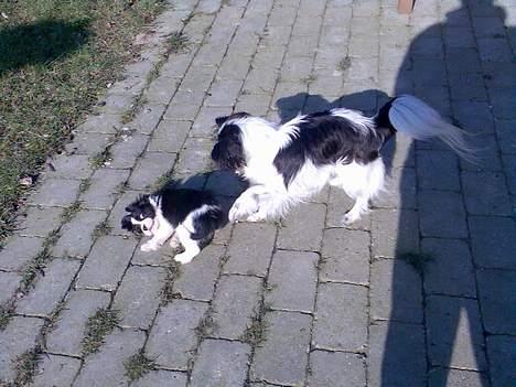 Papillon Bella billede 5