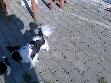 Papillon Bella billede 6