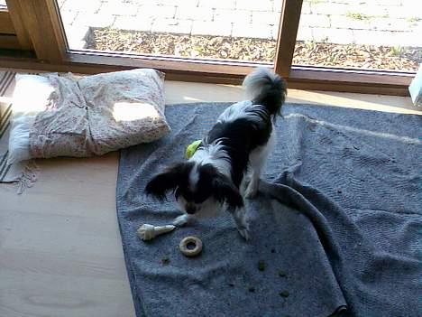 Papillon Bella billede 7