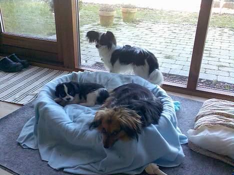 Papillon Bella billede 8