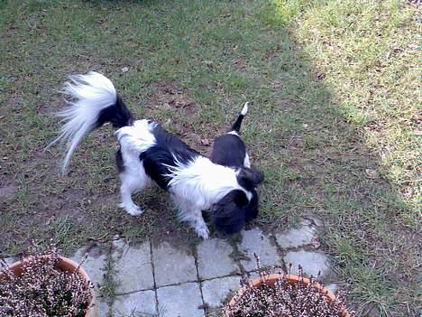 Papillon Bella billede 9