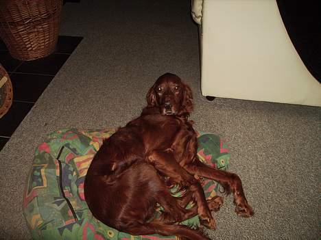 Irsk setter Rolf - se lige mig er jeg ikke sød billede 1