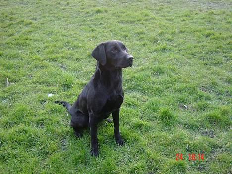 Labrador retriever Kala - prøv a se hvor lækker og flot jeg er ? billede 1