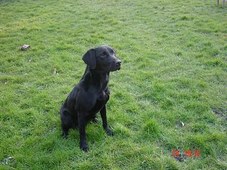 Labrador retriever Kala - jeg ka sidde pænt og vente (: billede 2