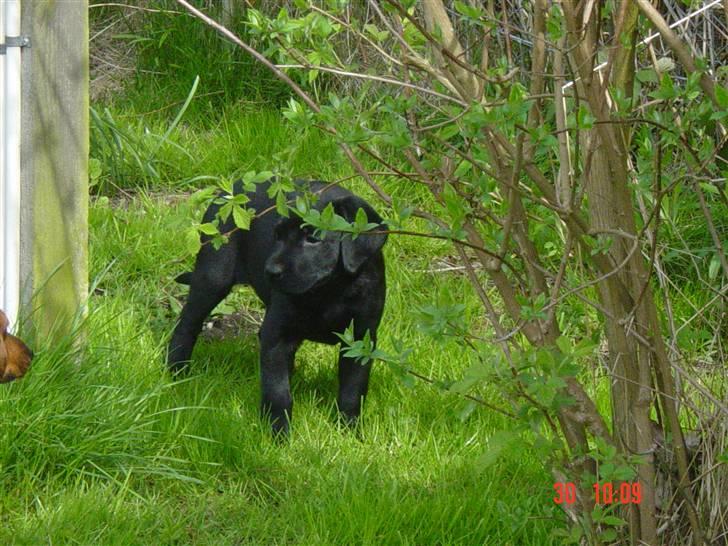Labrador retriever Kala - så tyager vi li en spurter efter domien (: billede 3