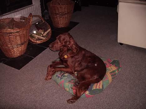Irsk setter Rolf - se lige min dejlige sækkestol den er bare for lækker billede 2