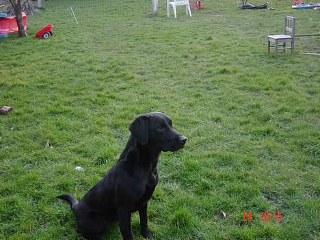 Labrador retriever Kala - jeg holder helt øje med domien (: billede 4