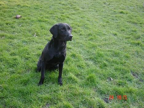 Labrador retriever Kala - .. billede 5