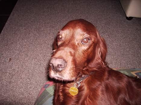 Irsk setter Rolf - hvem er du  billede 3