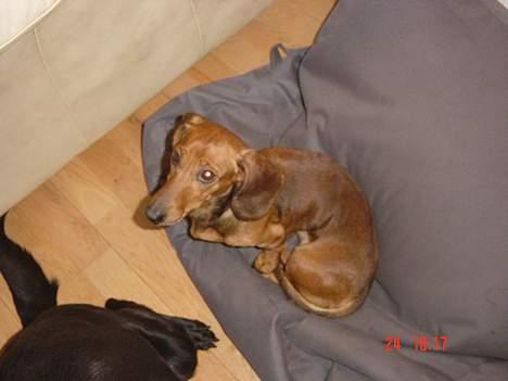 Dværggravhund Trille billede 1