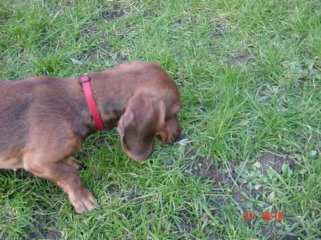 Dværggravhund Trille billede 2