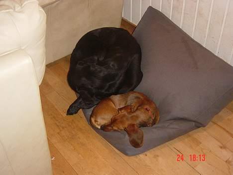 Dværggravhund Trille billede 3