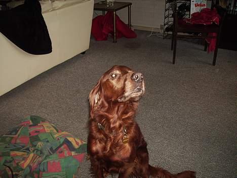 Irsk setter Rolf - hvorfor skal jeg sidde ned billede 4