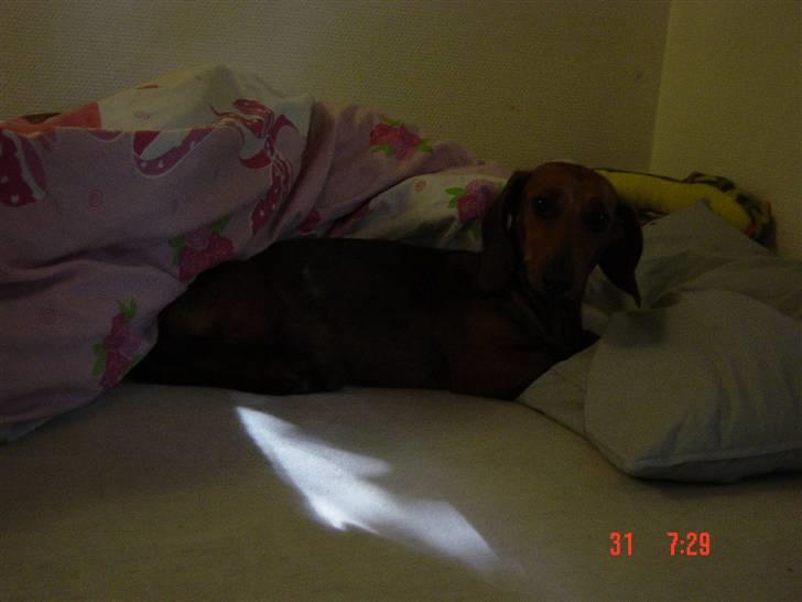 Dværggravhund Trille billede 4