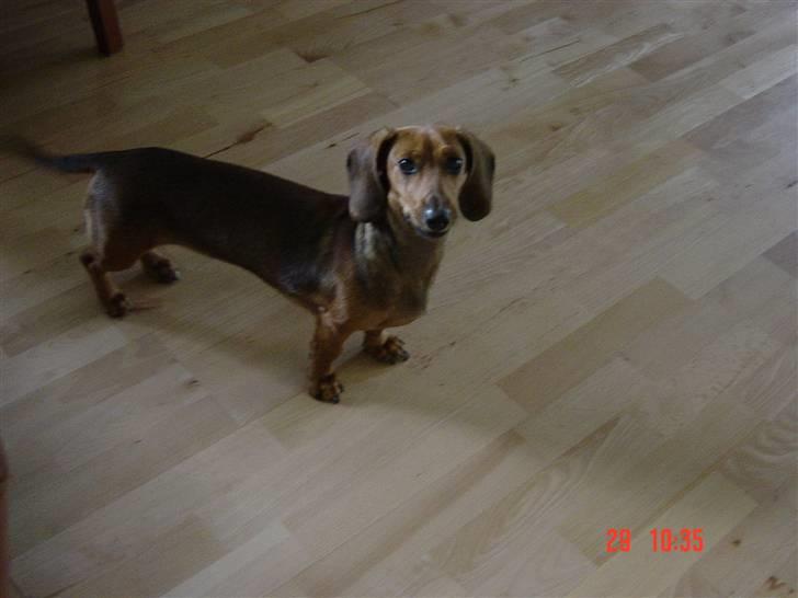 Dværggravhund Trille billede 5