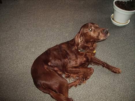 Irsk setter Rolf - se lige mig billede 5