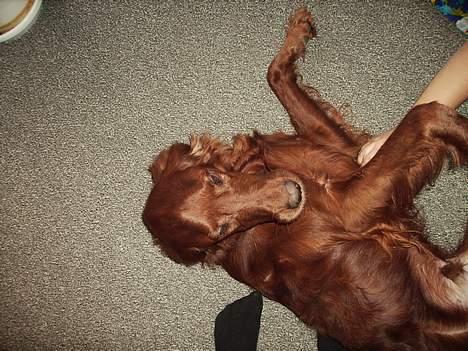 Irsk setter Rolf - nu må i styre jer billede 6