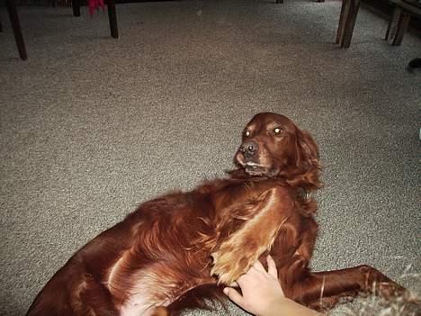 Irsk setter Rolf - nusser i mig nu igen billede 7